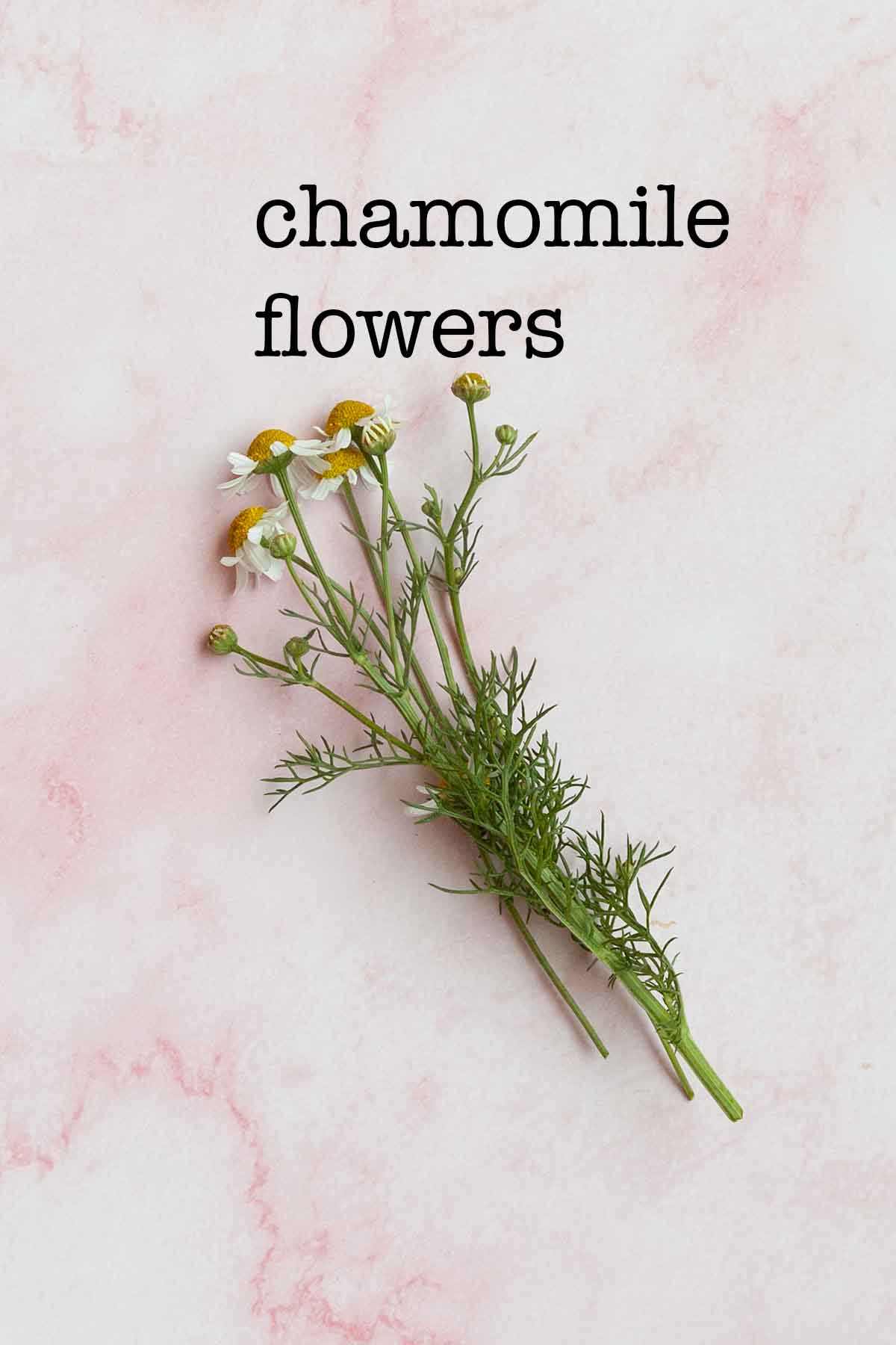 A bunch of chamomile flowers.