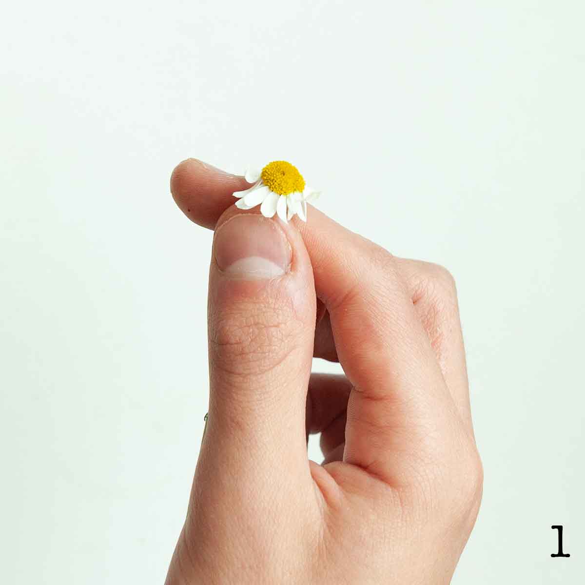 A person holding one chamomile flower beneath the head.