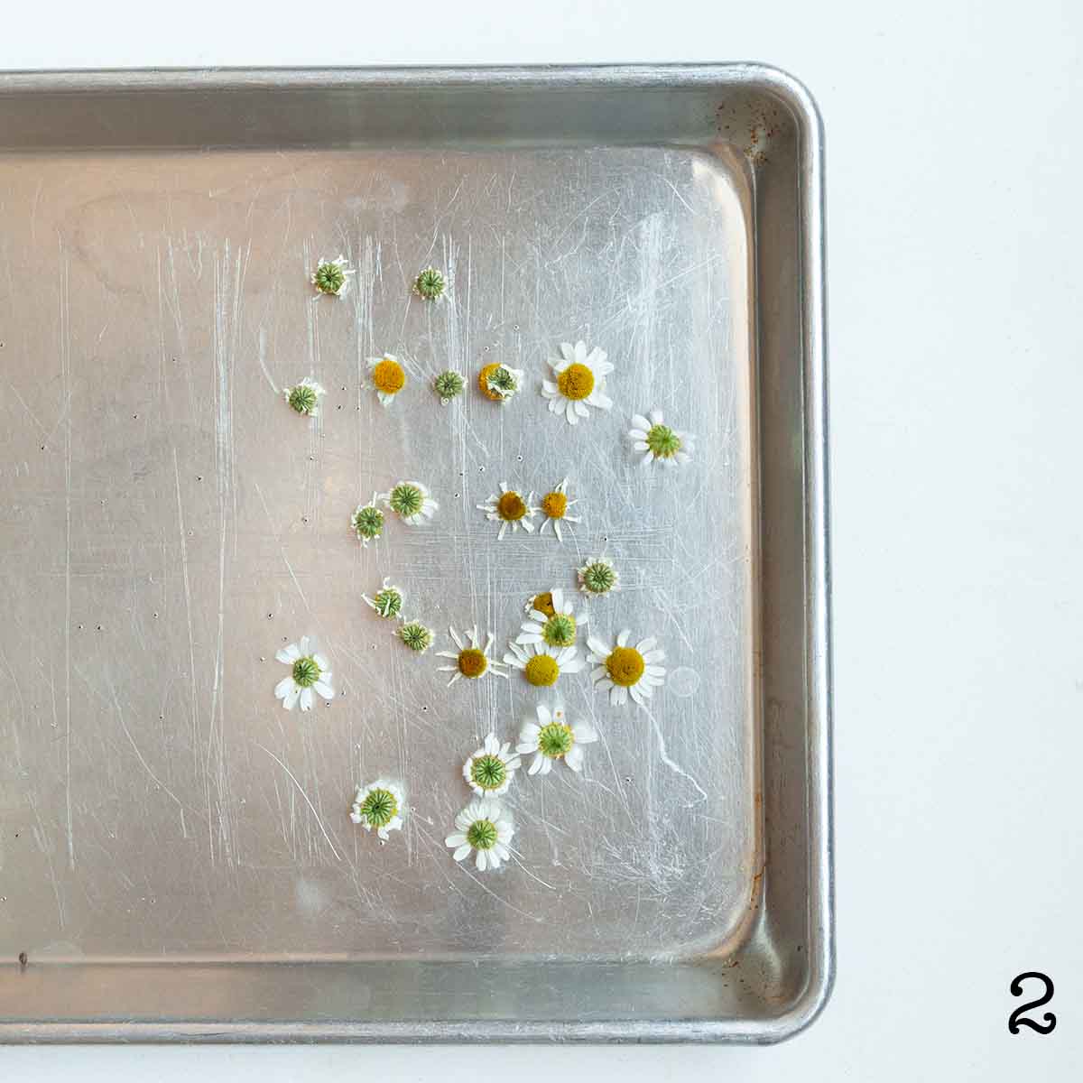 Heads of chamomile flowers drying on a baking sheet.